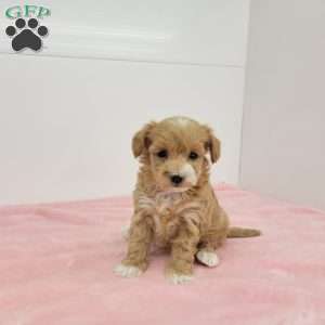 Melody, Maltipoo Puppy