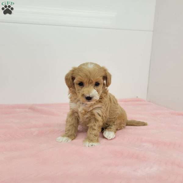 Melody, Maltipoo Puppy