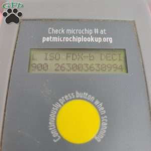 Cindy, Cavapoo Puppy