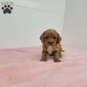 Cindy, Cavapoo Puppy