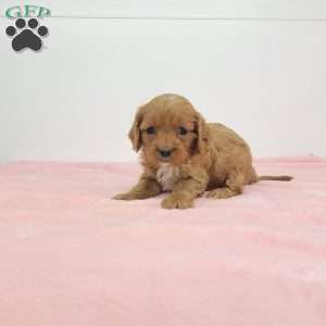 Cindy, Cavapoo Puppy