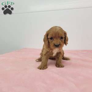 Cindy, Cavapoo Puppy