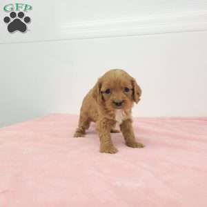 Cindy, Cavapoo Puppy
