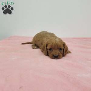 Cindy, Cavapoo Puppy