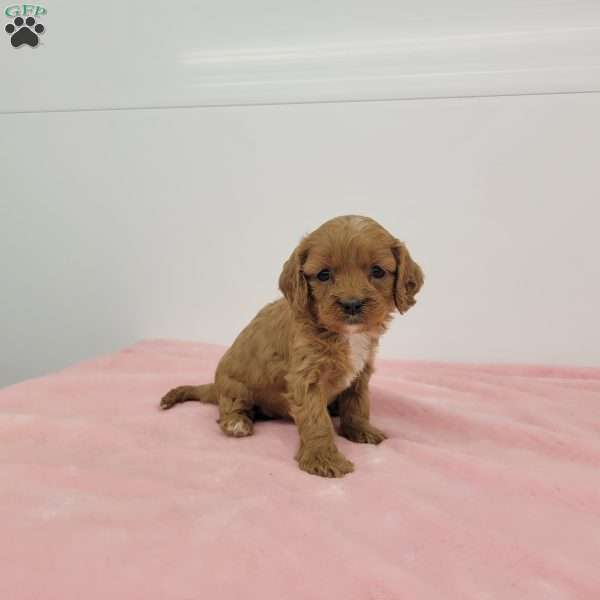 Cindy, Cavapoo Puppy
