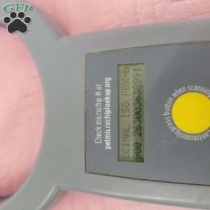 Chloe, Cavapoo Puppy