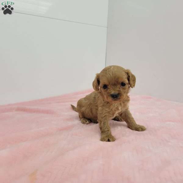 Chloe, Cavapoo Puppy