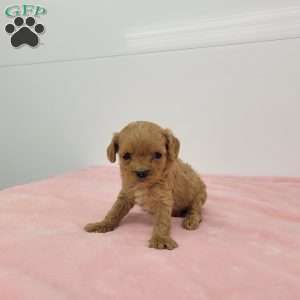 Chloe, Cavapoo Puppy