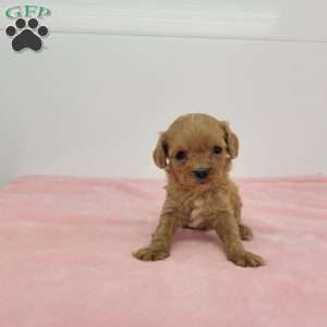 Chloe, Cavapoo Puppy