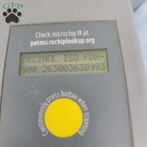 Cooper, Cavapoo Puppy