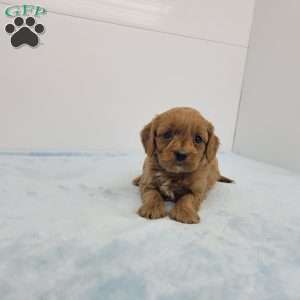 Cooper, Cavapoo Puppy