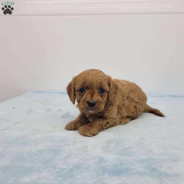 Cooper, Cavapoo Puppy