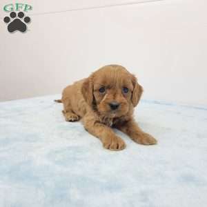 Cooper, Cavapoo Puppy