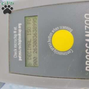 Cleason, Cavapoo Puppy