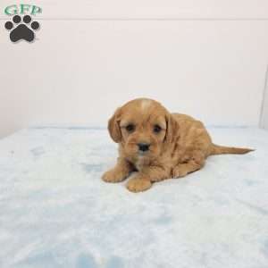 Cleason, Cavapoo Puppy