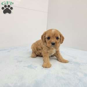 Cleason, Cavapoo Puppy