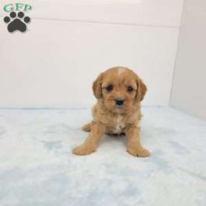 Cleason, Cavapoo Puppy