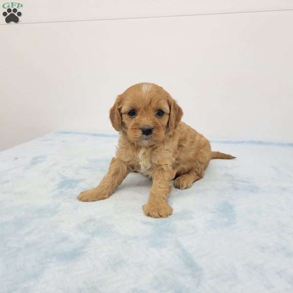 Cleason, Cavapoo Puppy