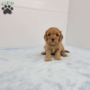 Cory, Cavapoo Puppy