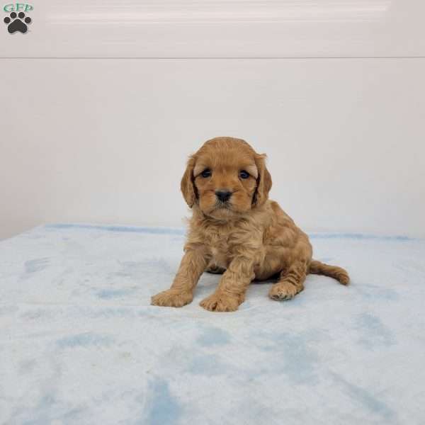 Cory, Cavapoo Puppy