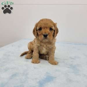 Cory, Cavapoo Puppy