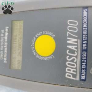 Chris, Cavapoo Puppy