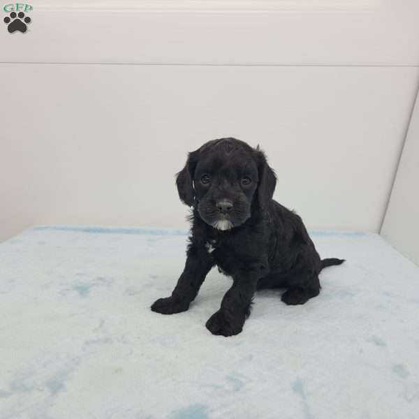 Chris, Cavapoo Puppy