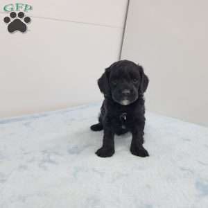 Chris, Cavapoo Puppy