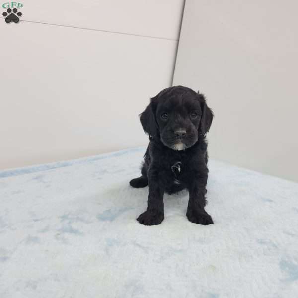 Chris, Cavapoo Puppy