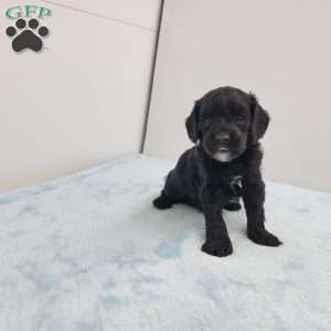 Chris, Cavapoo Puppy