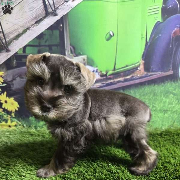 Joseph, Miniature Schnauzer Puppy