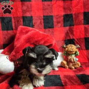 Holly, Miniature Schnauzer Puppy