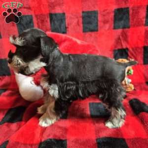 Holly, Miniature Schnauzer Puppy