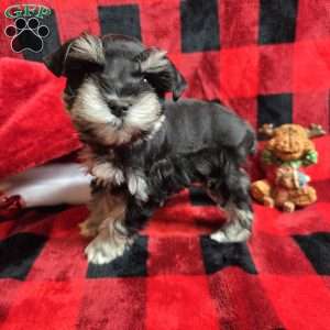Holly, Miniature Schnauzer Puppy