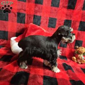 Holly, Miniature Schnauzer Puppy