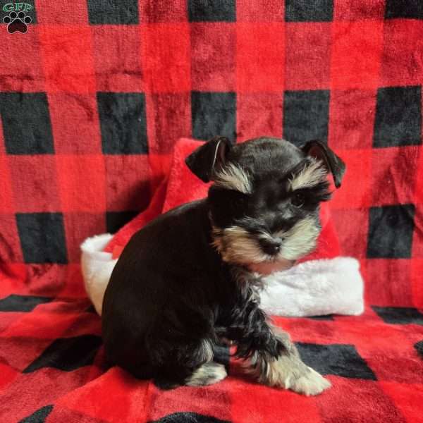 Holly, Miniature Schnauzer Puppy