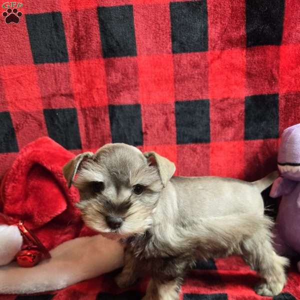 Star, Miniature Schnauzer Puppy