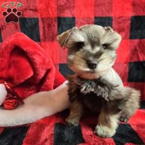 Star, Miniature Schnauzer Puppy