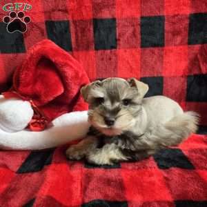 Star, Miniature Schnauzer Puppy