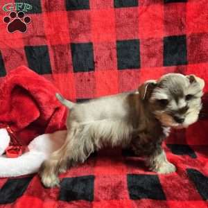 Star, Miniature Schnauzer Puppy