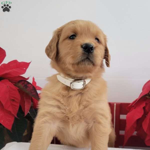 Cora, Golden Retriever Puppy