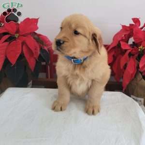 Connie, Golden Retriever Puppy