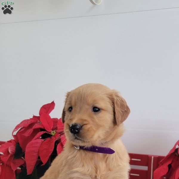 Candy, Golden Retriever Puppy