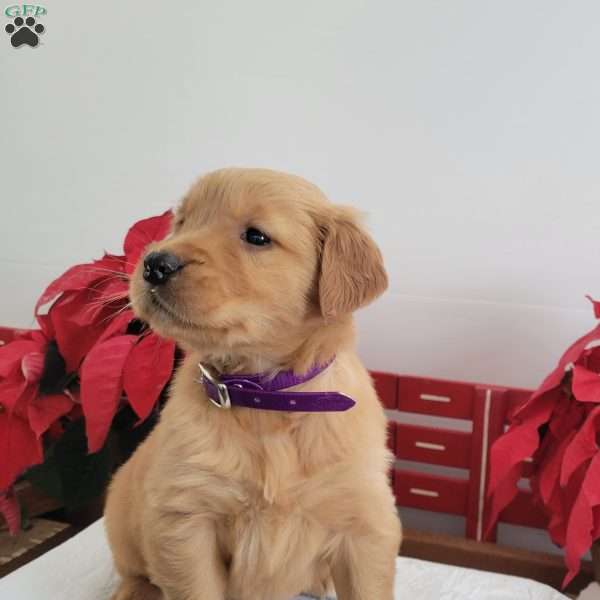 Candy, Golden Retriever Puppy