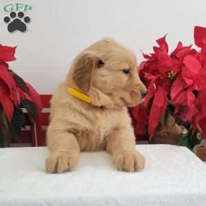 Carrie, Golden Retriever Puppy
