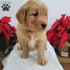 Carmel, Golden Retriever Puppy