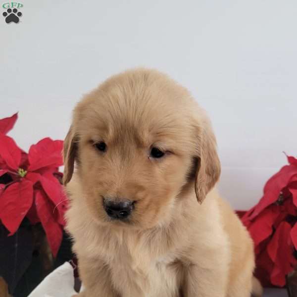 Carrie, Golden Retriever Puppy