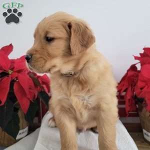 Carl, Golden Retriever Puppy