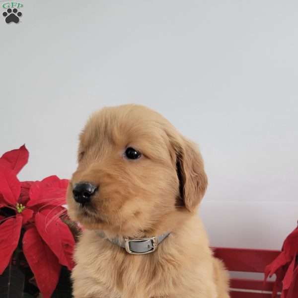 Casper, Golden Retriever Puppy