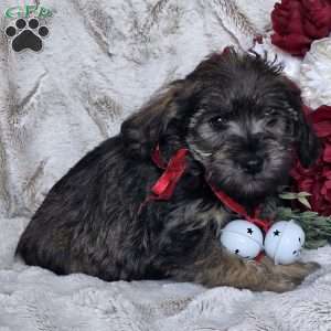 Easton, Mini Schnoodle Puppy
